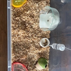 お話中。
ハムスター飼育セットで！今から飼おうと思ってる方、すぐ飼えます(^^)の画像