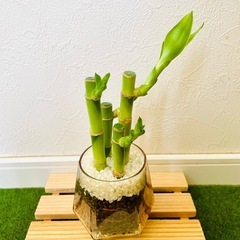 ミリオンバンブー　4本仕立て　観葉植物　ハイドロカルチャー　六角鉢　カラーグラスの画像