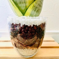サンスベリア　ゴールデンハニー　観葉植物　ハイドロカルチャーの画像