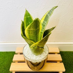 サンスベリア　ゴールデンハニー　観葉植物　ハイドロカルチャーの画像