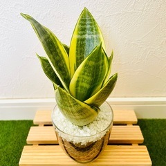 サンスベリア　ゴールデンハニー　観葉植物　ハイドロカルチャーの画像
