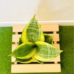 サンスベリア　ゴールデンハニー　観葉植物　ハイドロカルチャーの画像
