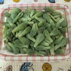 多肉植物プロリフィラの画像