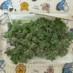 多肉植物プロリフィラの画像