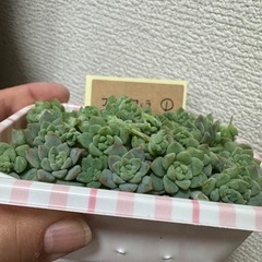 多肉植物プロリフィラの画像