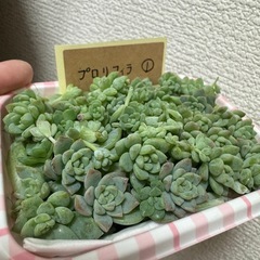 多肉植物プロリフィラの画像