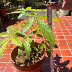 パキラ、植物、植木
の画像