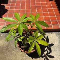 パキラ、植物、植木
の画像