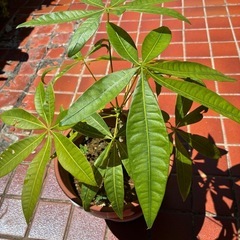 パキラ、植物、植木
の画像