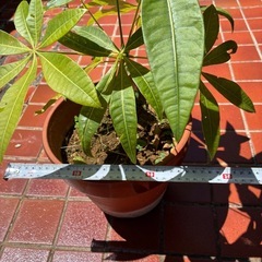 パキラ、植物、植木
の画像