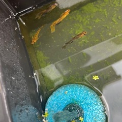 めだかの画像