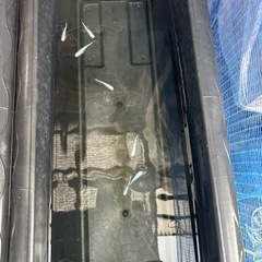 めだかの画像