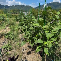 今日収穫  無農薬野菜  なすピーマン詰め合わせ③の画像