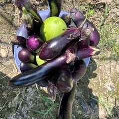 今日収穫  無農薬野菜  なすピーマン詰め合わせ③の画像