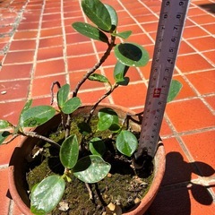 ガジュマル、植物、植木、盆栽の画像