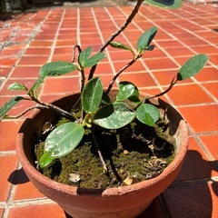 ガジュマル、植物、植木、盆栽の画像