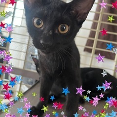 活発な黒猫ちゃんです