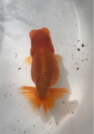 らんちゅう 超優良系統 中サイズ