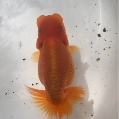 らんちゅう 超優良系統 中サイズの画像