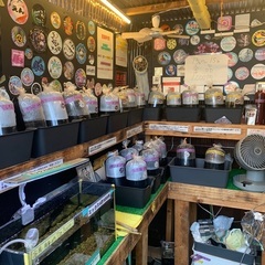 【五桜メダカ】 9月16日　横須賀めだか無人販売