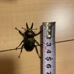 ニジイロクワガタペアの画像