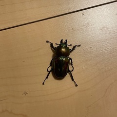 ニジイロクワガタペアの画像