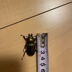 ニジイロクワガタペアの画像