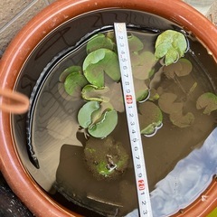 ピンクと黄色⭐️姫睡蓮２品種⭐️24㎝黒いポット植えの画像