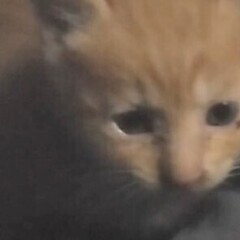 茶トラ猫