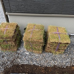 芝生　つくばグリーン　約13㎡分　　　　の画像