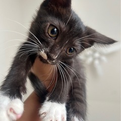 保護　子猫　黒白タビ、靴下　メス　約3ヶ月