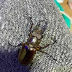 ミヤマクワガタの画像
