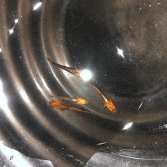 竜章鳳姿　2ペアの画像
