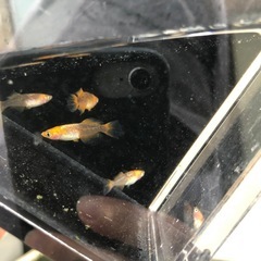 竜章鳳姿　2ペアの画像