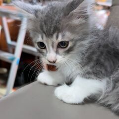 里親様募集します。✨生後２ヶ月の男の子✨兄弟も居ます！