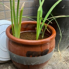 白い⭐️花菖蒲⭐️壺植えの画像