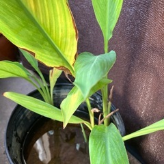 湿地生植物⭐️カンナフローレンスボーガン⭐️35㎝黒いポット植えの画像