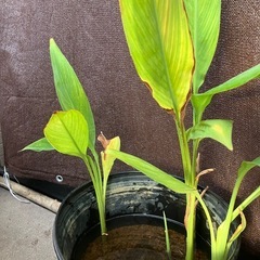湿地生植物⭐️カンナフローレンスボーガン⭐️35㎝黒いポット植えの画像