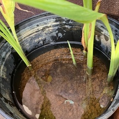 湿地生植物⭐️カンナフローレンスボーガン⭐️35㎝黒いポット植えの画像
