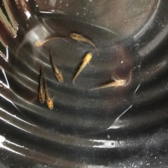 めだか　竜章鳳姿　若魚　7匹の画像