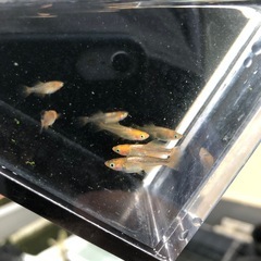 めだか　竜章鳳姿　若魚　7匹の画像