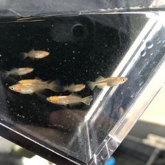 めだか　竜章鳳姿　若魚　7匹の画像