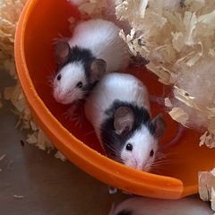 ハムスター用品を譲ってください🙇‍♂️