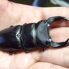 福岡県産オオクワガタ ♂75.2ミリの画像