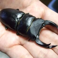 福岡県産オオクワガタ ♂75.2ミリの画像