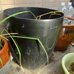 中型⭐️開運招福蓮⭐️36㎝黒いプランター植えの画像