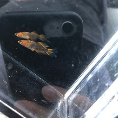 めだか　竜章鳳姿（A)　1ペアの画像