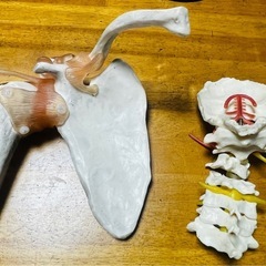 各種関節骨模型(7関節) 膝、肩、肩甲骨、股関節等の画像