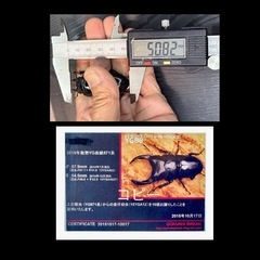 [国産オオクワガタNO:173]YG871系統  79ミリペアー の画像