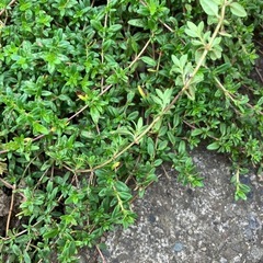 【イブキジャコウソウ】挿し木用ハーブ苗／5本100円🌿料理にも使える万能ハーブの画像